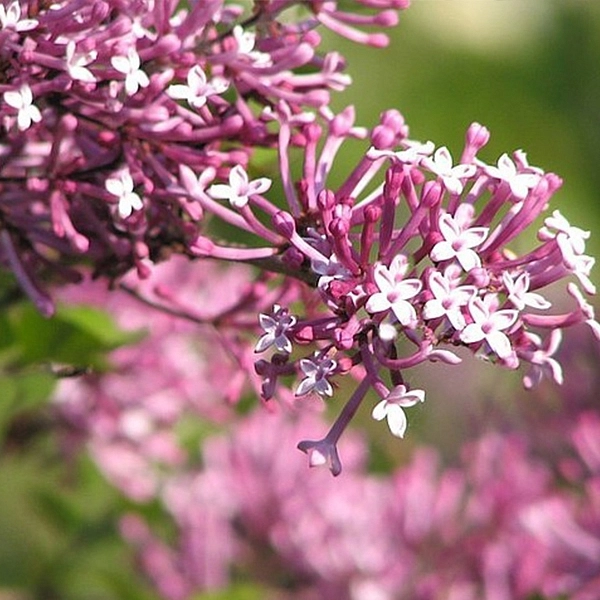 Сирень Мейера 'Тинкербелл' (вишневая)